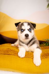 Husky Puppies for Sale