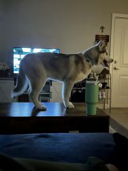 5 month old Siberian husky wants a home