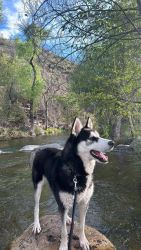 Looking for a new owner for my husky