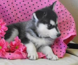 Sweet Siberian Husky puppies available now