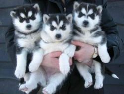 weltrained Siberian Husky puppies available.