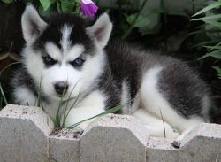 Siberian Husky Puppies for a good homexxxxxxxxxx