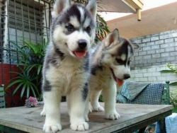 Siberian Huskies puppies( (xxx) xxx-xxx9