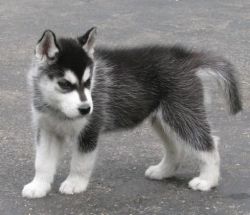 we have an adorable siberiab husky puppy