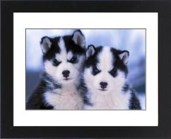 wo Siberian Husky puppies for rehome