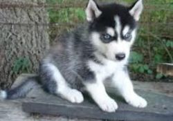 sweet akc male and female siberian husky puppies