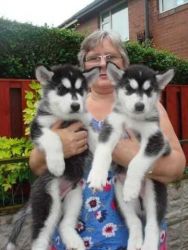 Blue eyes male and female Siberian Husky puppies