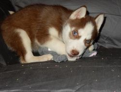 Blue Eyes Siberian Husky Puppies Available