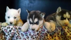 Husky Pups just in time for Easter