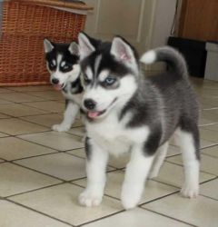 Siberian Husky Puppies ready for new home