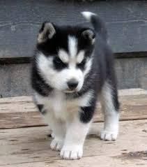 cute and adorable siberian husky puppies