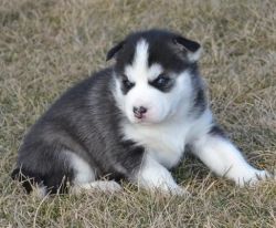 Quality Siberian Husky Puppies For Sale