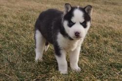 Explicit looking Siberian Husky Puppies For Sale