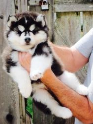Cute looking Siberian Husky Puppies For Sale