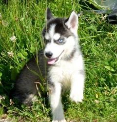 Lovely Blue Eyed Siberian Husky Puppies