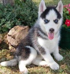 Siberian Husky Puppies text(xxx) xxx xxx8