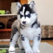 Quality siberian Husky puppies for sale