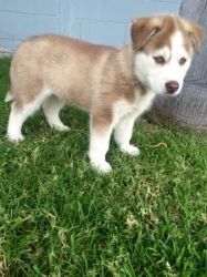 Male And Female Siberians huskys Puppies For Sale