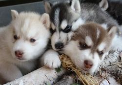 Sweet siberian husky puppies for good homes.