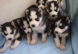 Quality Raised Blue Eye Siberian Husky puppies