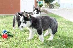 Siberian husky puppies (xxx) xxx-xxx1