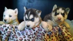 Siberian Husky Pups Just in Time for Easter