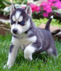Siberian husky puppiesText me at(xxx) xxx-xxx1