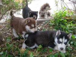 Male and female Siberian husky puppies blue eyes