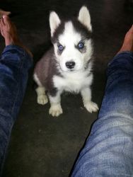 100% pure breed siberian husky blue eyes puppies