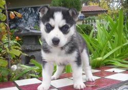 Explicite Fc Siberian Husky Puppies Available
