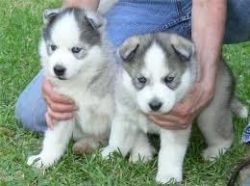 Male and female Husky Puppies