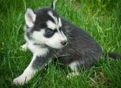 hwgedj humble siberian puppies free for adoption