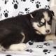 Siberian Husky Puppies for adoption,