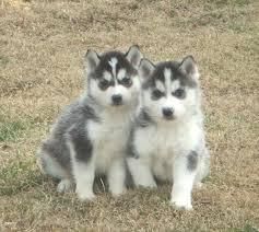 Adorable Siberian Husky Pups For Sale
