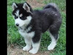 siberian huskies for adoption