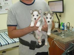 afectionate siberian huskies for adoption