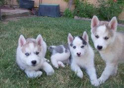 sweet huskies for adoption