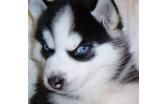 Akc Registered Siberian Husky Puppies