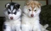 Home Trained Siberian Huskies Puppies Available