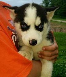Male And Female Siberian Husky Puppies For Sale