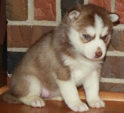 Blue Eyes Siberian Husky Puppies Available Now