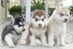 Three Siberian Husky Puppies (xxx) xxx-xxx0