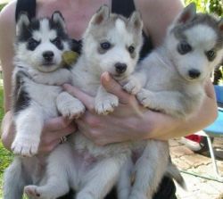 Lovely Siberian Husky Puppies For Adoption