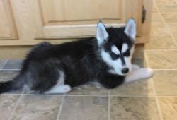 Harley ** 77d Male And Female Huskies Available **
