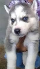 Good Looking Husky Puppie,s