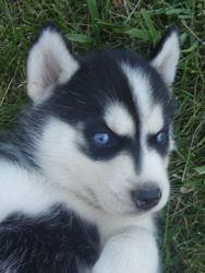 Amazing Healthy Blue Eyes Husky Puppies Ready