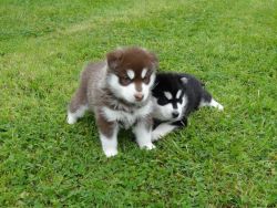 Gorgeous husky puppies for Sale