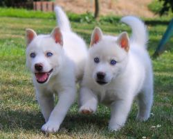 Geous Siberian Husky Puppies