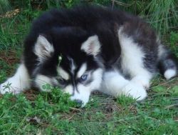 fdttf ggfhfh dg Siberian husky puppies for sale