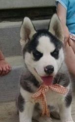 Accommodating Siberian husky puppies available now